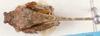 CollectionObject 1581436; f2c83a1d-69fb-40c6-8300-567e540d6217, DORSA D004XM01: male, dorsal view (paratype). (CollectionObject).