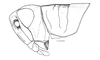 Coyacris brevipennis (Ronderos, 1979): Fig. 9. female, head and pronotum, lateral view. (Otu).