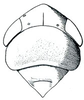Head: Thamnotettix confinis, head, pronotum, and mesonotum, dorsally. (Observation).