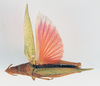 CollectionObject 1534028; 785d4b6d-653a-4291-8ca8-f7c6f819d098: female, dorsal view (lectotype). (CollectionObject).