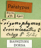 CollectionObject 1500267; 91ca1b7d-e015-49cb-b8a3-8f021a59292d: labels (syntype). (CollectionObject).