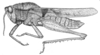 Xyleus discoideus rosulentus (Stål, 1878): Fig. 11 (from Colombia, Meta, nr. Puerto López). male habitus. (Otu).
