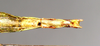 CollectionObject 1562685; a3ff7401-7614-4afe-9c29-41aa032259b4: copyright Natural History Museum, London. female: end of abdomen, ventral view (paratype). (CollectionObject).;CollectionObject 1562686; f32ddbbd-4c7b-4867-a04f-7a617b041ec1: copyright Natural History Museum, London. female: end of abdomen, ventral view (paratype). (CollectionObject).