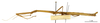 CollectionObject 1595956; b80e3ed5-5487-4b4d-8f6c-10dfed95b78c: copyright MNHN, Paris. male, lateral view (syntype). (CollectionObject).