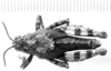 CollectionObject 1523808; f19fd345-d689-4c37-992a-80b3fba92333: male, dorsal view (holotype). (CollectionObject).