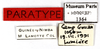 CollectionObject 1587336; MNHN(SF IMPORT DUPLICATE) MNHN-EP-EP1364, 9652833e-d302-44cc-8ff1-a317336c1fb5: CC BY-NC-ND 4.0/MNHN - Depraetere Marion - 2014. Paratype, male, of incisura Grandcolas, 1994. Specimen number: MNHN-EP-EP1364. http://coldb.mnhn.fr/catalognumber/mnhn/ep/ep1364. (CollectionObject).