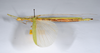 CollectionObject 1563623; e1c91f29-91f3-47c4-80a6-de2f5bf5e948: copyright ANSP. female, lateral view (paratype). (CollectionObject).