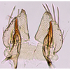 Subgenital plate: !! display not done !! on Maiestas viraktamathi Zahniser, McKamey & Dmitriev, 2012: Pygofer ventral appendages, ventral view. (Observation).