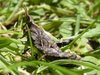 Tropidostethus angusticollis (Blanchard, 1851): Male, Argentina, Parque Nacional Nahuel Huapi, path to Glaciar Castaño Overo. (Otu).
