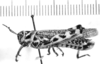 CollectionObject 1523906; ae3dee52-0475-4aae-a5cd-b28f58b394d8: male, lateral view (syntype of Diponthus schulzi). (CollectionObject).