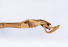 CollectionObject 1557024; 807ad312-522c-41ae-a2e9-14bcc76c50a7: copyright ANSP. male: end of abdomen, lateral view (syntype). (CollectionObject).;CollectionObject 1557025; 9744693e-f103-4e3f-a20e-3ee15e4bff06: copyright ANSP. male of synonym Bostra jugalis: end of abdomen, lateral view (syntype). (CollectionObject).