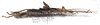CollectionObject 1584715; 984c76fd-15f3-42e0-87f2-329c0d1c17d5: copyright MBBJ Bogor. female, dorsal view (holotype). (CollectionObject).