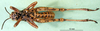 CollectionObject 1501256; 29cbd1cf-7dfe-4bed-b574-5f2af39c7a29: male, ventral view (holotype). (CollectionObject).
