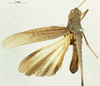 CollectionObject 1580243; c4729aa0-fd9b-4ac6-a82f-ea8daa2716e4: male, dorsal view (paratype). (CollectionObject).