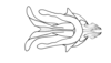 Dichroplus porteri Liebermann, 1943: Fig. 9. phallic complex, without epiphallus, dorsal view. (Otu).