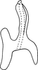 Aedeagus, lateral view on Erythridula crossi (Hepner, 1976): Aedeagus (holotype), lateral view. (Observation).