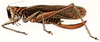 Axylus nigrifrons (Brunner von Wattenwyl, 1898): female. (Otu).