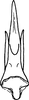 Aedeagus, ventral view: Aedeagus, ventral view. (Observation).