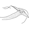 Pygofer, lateral view on Xerophytacolus tubuverpus Stiller, 2012: Pygofer, lateral view. (Observation).