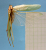 CollectionObject 1542821; 7aea9579-f7f7-4ea5-a863-bcc8f329871e: male, body dorsal view (holotype). (CollectionObject).