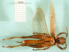 CollectionObject 1501596; f2044e5e-c181-49a0-ae8e-34176ea9c2b5: male, ventral view (syntype). (CollectionObject).