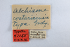 Other on Alchisme costaricensis Goding, 1929 now Alchisme apicalis (Walker, 1851): (Observation).