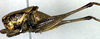 CollectionObject 1502390; 01dc25de-2635-4b3f-a1b9-7117fa125e04: male, lateral view. (CollectionObject).