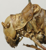 CollectionObject 1534974; 56044d68-65f7-4f70-90b5-72399c56b72c: male head and pronotum, lateral view (lectotype). (CollectionObject).