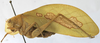 CollectionObject 1539796; a7971dad-8a5c-4b3c-9b49-d72f4f82ee32: male habitus, lateral view (holotype). (CollectionObject).