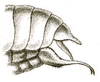 Elbenia (Elbenia) brevixipha Brunner von Wattenwyl, 1898: Pl. XVIII, Fig. 40a. male abdomen tip, lateral view. (Otu).