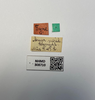 Other: !! display not done !! on Plectoderes (Plectoderes) collaris (Coquebert de Montbret, 1801): (Observation).