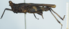 CollectionObject 1585502; f114578e-f921-421c-9381-4170ea4d4726: female, lateral view. (CollectionObject).