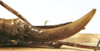 CollectionObject 1539691; bb307042-d292-43c6-9638-4f89d8e8fc43: female ovipositor (holotype). (CollectionObject).