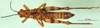 CollectionObject 1501659; abdf9174-41dd-4039-bed9-fe893a184471: male, dorsal view (syntype or holotype). (CollectionObject).