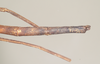 CollectionObject 1557031; NHMUK(SF IMPORT DUPLICATE) 844502, 3559d1fe-ce1a-470e-bdca-1017b3e6e492: copyright Natural History Museum, London. female of synonym Bostra godmani (lectotype): end of abdomen, dorsal view [damaged]. (CollectionObject).