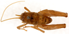 CollectionObject 1499253; 5b7e1690-9f58-4e29-ae56-c4eb17b1462d: male, dorsal view (holotype). (CollectionObject).