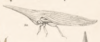 Habitus, lateral view: !! display not done !! on Bilimekia styliformis Fowler, 1895: (Observation).