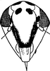 Head: Face. (Observation).