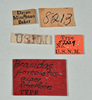 CollectionObject 1557491; 95bc6885-bb4f-468a-b81e-b144536c8e95: copyright USNM, Washington. (CollectionObject).