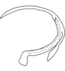 Aedeagus, lateral view on Banus oblatus Distant, 1908: (Observation).