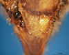 CollectionObject 1530795; cf4e4560-31cc-475f-8bf4-b19618b07022: female, subgenital plate. (CollectionObject).