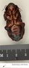 CollectionObject 1573072; 27b2dc68-0582-461d-916b-ccb555aab9a5: Copyright Natural History Museum, London. Non-type (adult female) in BM(NH). Ventral view. (CollectionObject).