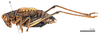 CollectionObject 1575344; 0900aada-77ce-488b-9568-2b73bbd56bd0: male, lateral view (syntype). (CollectionObject).