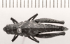 CollectionObject 1525612; 1570a0da-b1d8-481c-ae87-491e7bd21cba: female, dorsal view (holotype). (CollectionObject).
