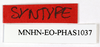 CollectionObject 1559969; b95cc3d6-6d04-4d94-b221-a2eb386a550b: copyright MNHN, Paris. female label of synonym Nearchus maximus (syntype). (CollectionObject).