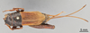 CollectionObject 1961750; 979c4fd5-05f0-4653-97d2-f115634d5965, ANSP 18_GRYLL_ANSP: Female, dorsal view (paralectotype). (CollectionObject).