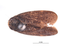 Habitus, dorsal view on Docalidia krameri Nielson, 1979: (Observation).