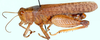 Plegmapterus splendens Dirsh, 1956: male, lateral view. (Otu).
