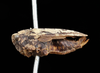 CollectionObject 1531173; UZIU Thunberg Collection nr 22216, e46f1b83-41b5-4235-8dcc-532036e38796: female, lateral view (holotype of Acrydium lunulatum). (CollectionObject).
