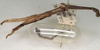 CollectionObject 1561841; 528bab4e-7f77-4bfc-8d4b-8fa50c9237d8: copyright NMW, Vienna. male, lateral view (holotype). (CollectionObject).